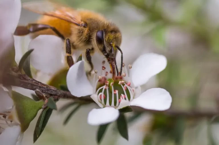 Abeille qui butine une fleur de Manuka